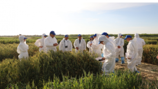 Uzmanlar ve genç bilim insanları, buğday pas hastalıkları konusunda ortaklaşa düzenlenen eğitim çalıştayıyla bir araya geldiler