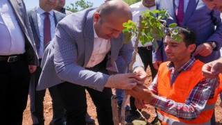 100 bin ağaçlık fıstık aşılama çalışması başlatıldı