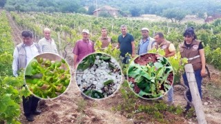 Akhisar’da Dolu Tarlaları Vurdu