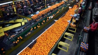Avrupa’da Ret Edilen Meyve ve Sebzelerin Yüzde 60 Türkiye’den