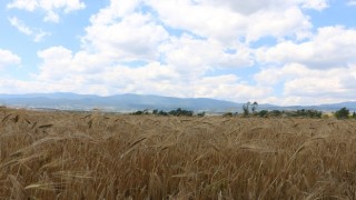 Bolu Ovasında Vakti Hasat Yaklaşıyor