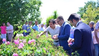 Denizli Çardak’ da Yağlık Gül Hasadı Başladı