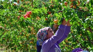 Denizli’de Erkenci Kayısı Hasadı Başladı