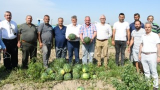 Karpuzda tehlike çanları çalıyor