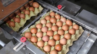 Yumurta üreticileri: Batıyoruz