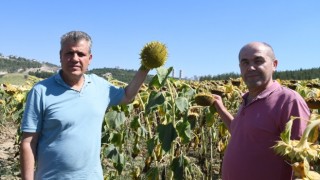 Ayçiçeğinde hasat zamanı geldi ama alım fiyatı hala açıklanmadı