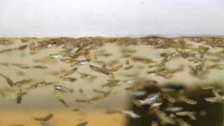 Mersin Büyükşehir’in Sivrisinekle Biyolojik Mücadele Yöntemi: Lepistes ve Kılıçkuyruk Balığı