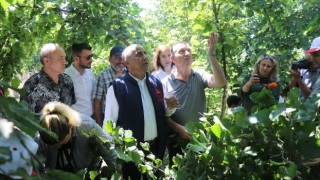 Samsun’da Fındık Rekolte Tahmini Arazi Çalışmaları Devam Ediyor