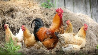Tavuk Eti Üretimi Yüzde 11,6 Arttı