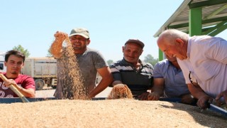 Toprak Mahsulleri Ofisi (TMO) Bolu'da Alımlara Başladı