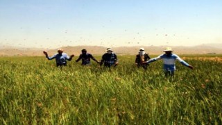 Yüksekova'da tarım arazilerinde çekirge istilası