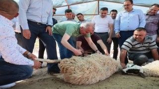 Başkan Zolan çoban kepeneği giydi, koyun kırktı