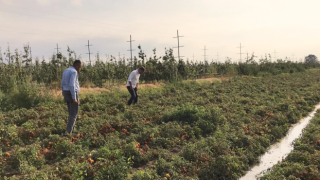 Bor madeni tarımı yok ediyor