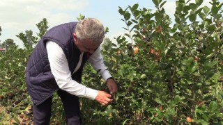 Çarşamba’da Aronia Hasat Etkinliği