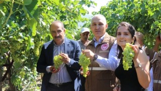 Çekirdeksiz Sultani üzümü ihracat yolcusu