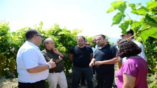 Denizli Sarayköy’de Salkım Güvesi İle Biyoteknik Mücadele Projesi Kapsamında Tarla Günü Düzenlendi