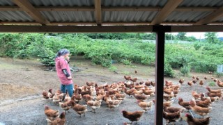 Giresun’da Fındık Altı Yumurta Tavukçuluğu Yaygınlaşıyor