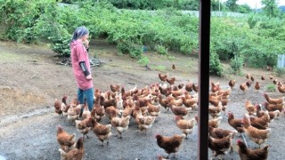 Giresun’da Fındık Altı Yumurta Tavukçuluğu Yaygınlaşıyor