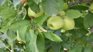 Kalecik’te erkenci elma hasadı