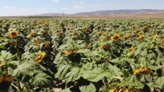 Konya Şeker yağlık ayçiçek fiyatı açıklandı