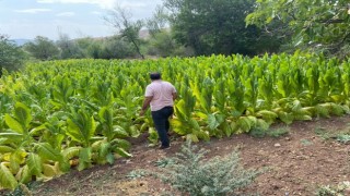 Şebinkarahisar’da Burley Tütünü İlk Hasadı Yapıldı