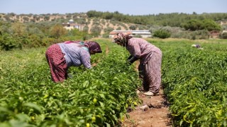 Sebze fideleri tarla oldu Bucalı üreticinin yüzü güldü