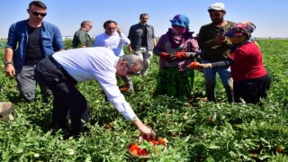 Vali Ali İhsan Su, “Domates Hasadı Tarla Günü” etkinliğine katıldı