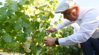 Bakan Kirişci, bağ bozumu festivaline katıldı