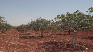 Başkan Beyazgül, “Türkiye’deki Fıstığın Yüzde 50’sini Tek Başına Şanlıurfa Üretiyor”