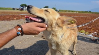 Çiftçinin alın terini sahiplendirilmiş köpekler koruyacak