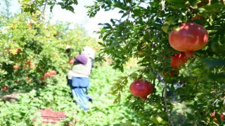 Denizli’den Avrupa ve Kanada’ya nar ihracatı