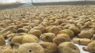 Kuru incir ihracatında hedef 70 bin ton
