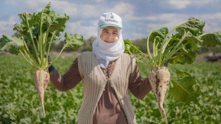 Pancar Alım Fiyatı Açıklandı