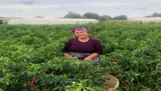 Beykozlu Kadın Çiftçi “Alım Garantili Tarım”ı Sevdi