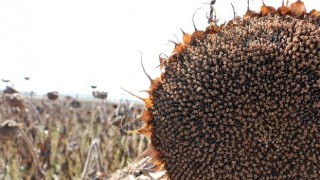 Bolu’da Ayçiçekleri Hasada Geldi