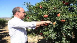 Pamukkale Belediyesi’nden nar ve ayva için coğrafi işaret atılımı