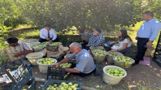 Sof Dağı elmaları Kooperatif Marketle değerleniyor