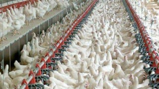 Tavuk eti ve yumurtası üretimi ağustosta arttı