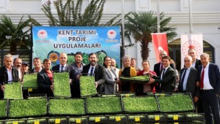 Tohumdan Çatala Kışlık Sebze Projesi kapsamında 492 bin kıvırcık marul fidesi dağıtıldı