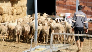 Yalova kıvırcığı resmen tescillendi