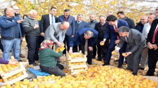 Adıyaman’da “Cennet Hurması” hasadı başladı