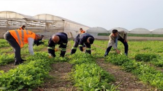 Akdeniz Belediyesi’nin toprakla buluşturduğu maralfalfa bitkisi çelikleri yeşerdi