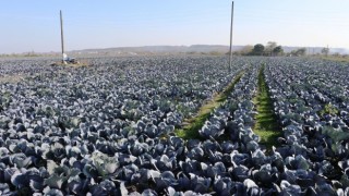 Bafra da Kırmızılahana Hasadı Yüz Güldürüyor