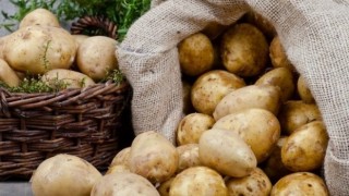 Çiftçilere Patates Siğiline Karşı Verilen Desteğin Tutarı Artırıldı