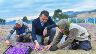 Dünyanın en pahalı baharatı Mersin Yenişehir’de yetiştiriliyor