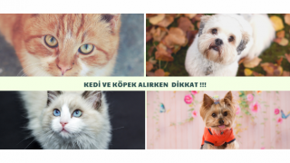 Kedi ve Köpek Alırken Dikkat Edin