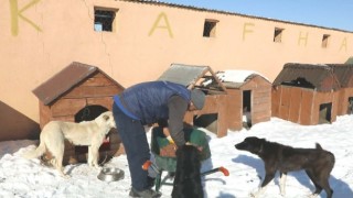 Veteriner Hekimleri Odası: Görüntüler Gerçeklerle Bağdaşmıyor