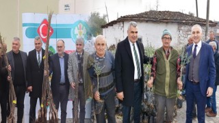 Yangında Zarar Gören Üreticilere Zeytin Fidanları Dağıtıldı