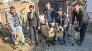 Başkan Çerçioğlu Koyunları Telef Olan Üreticiye Destek Oldu