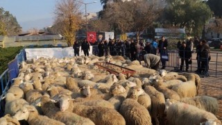 Büyükşehir’in Ödemiş’te dağıttığı küçükbaş sayısı 2 bini aştı